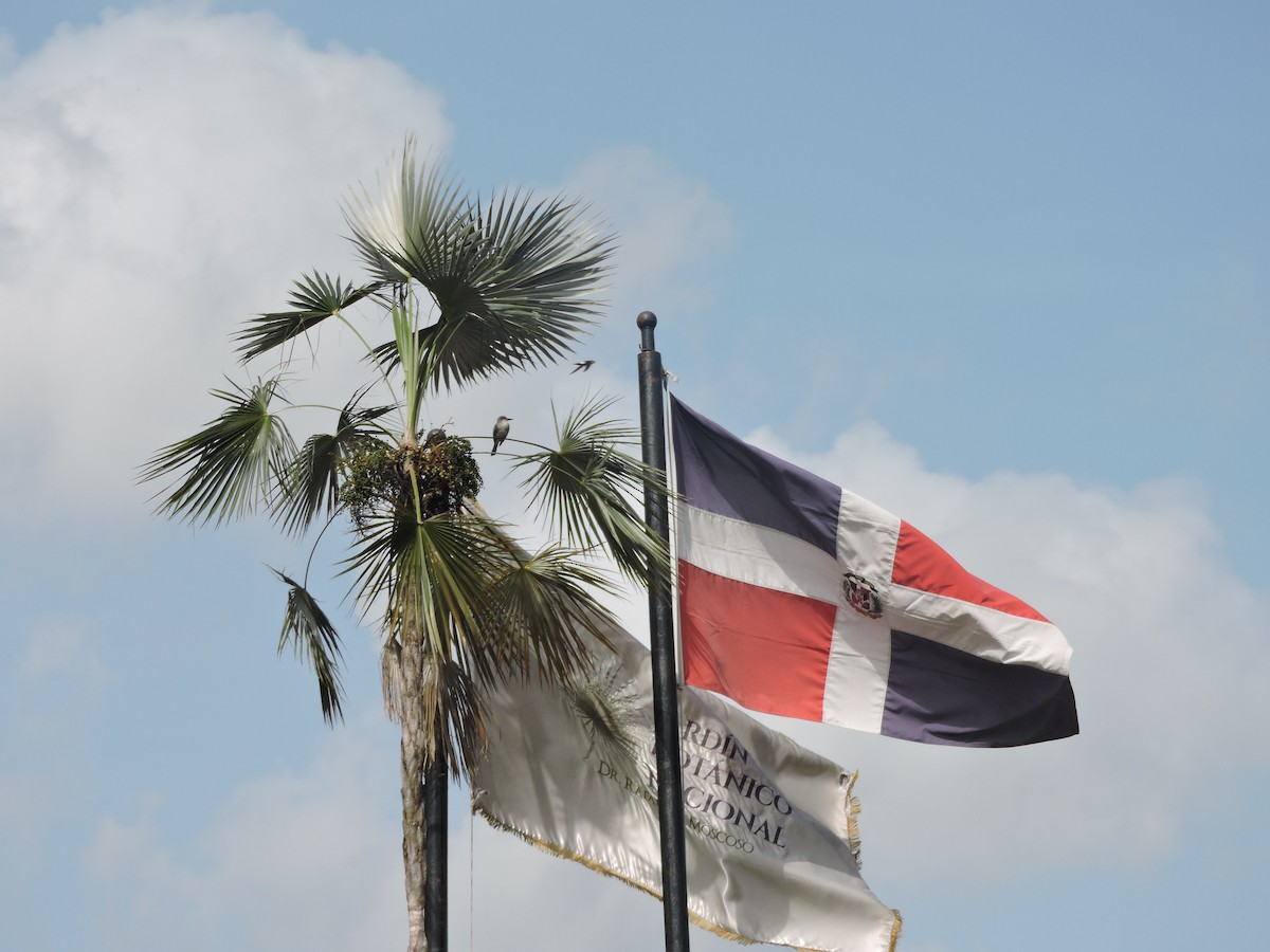 Gray Kingbird - ML638634479