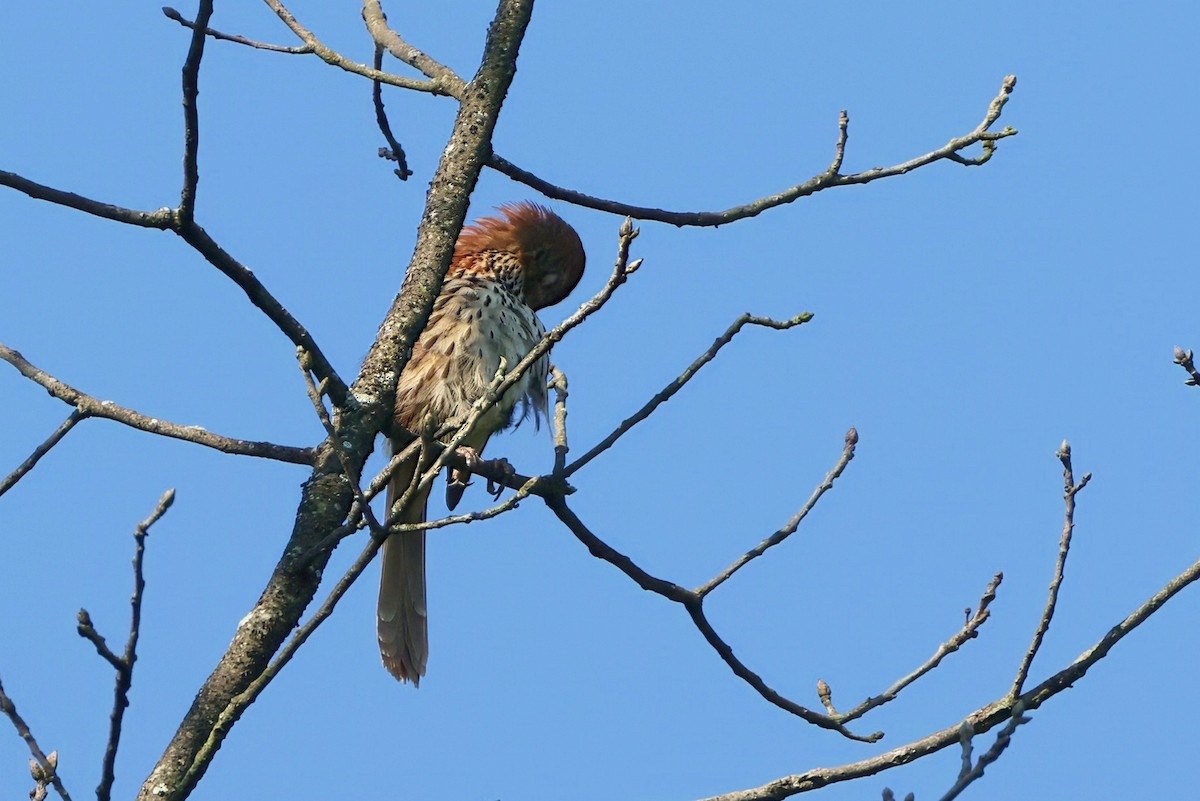 brunspottefugl - ML638634522