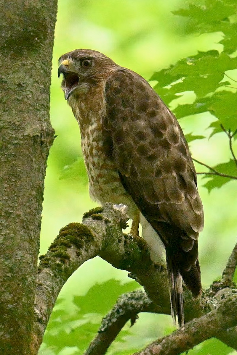 káně širokokřídlá - ML638634535