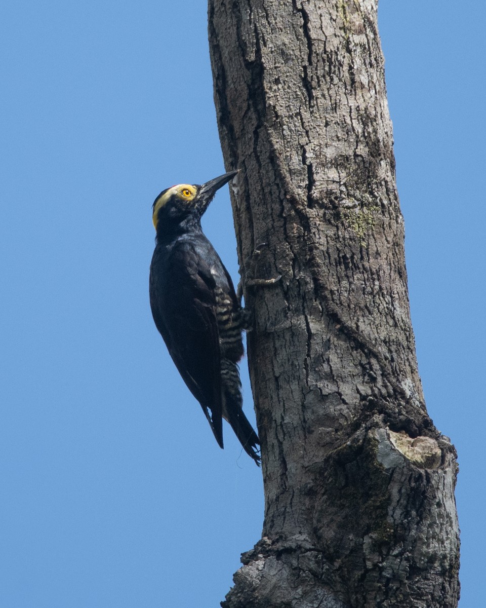 Yellow-tufted Woodpecker - ML638634550