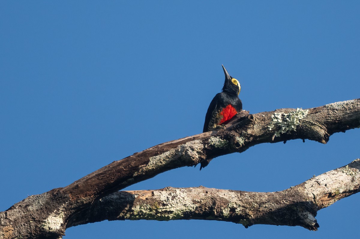 Yellow-tufted Woodpecker - ML638634552