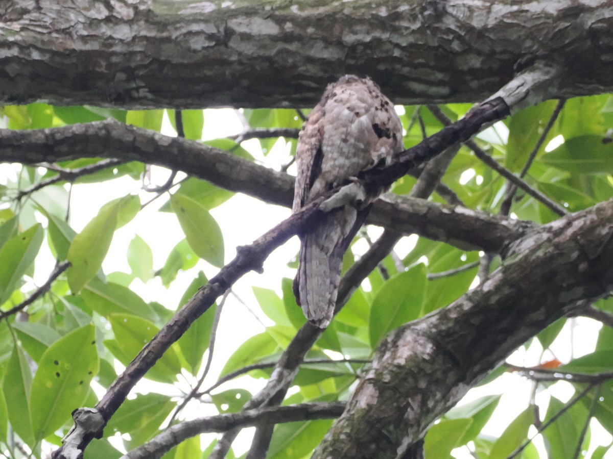 Northern Potoo (Middle American) - ML638634576