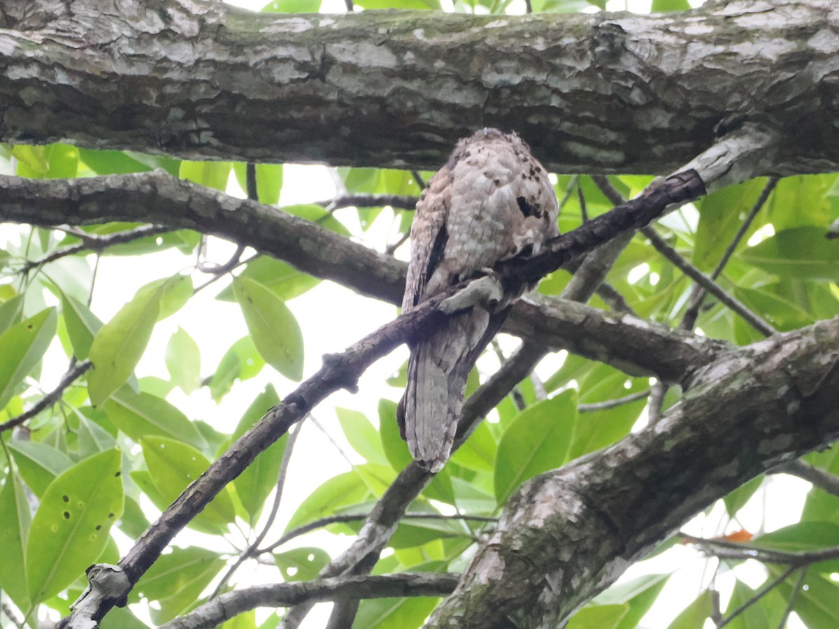 Northern Potoo (Middle American) - ML638634577