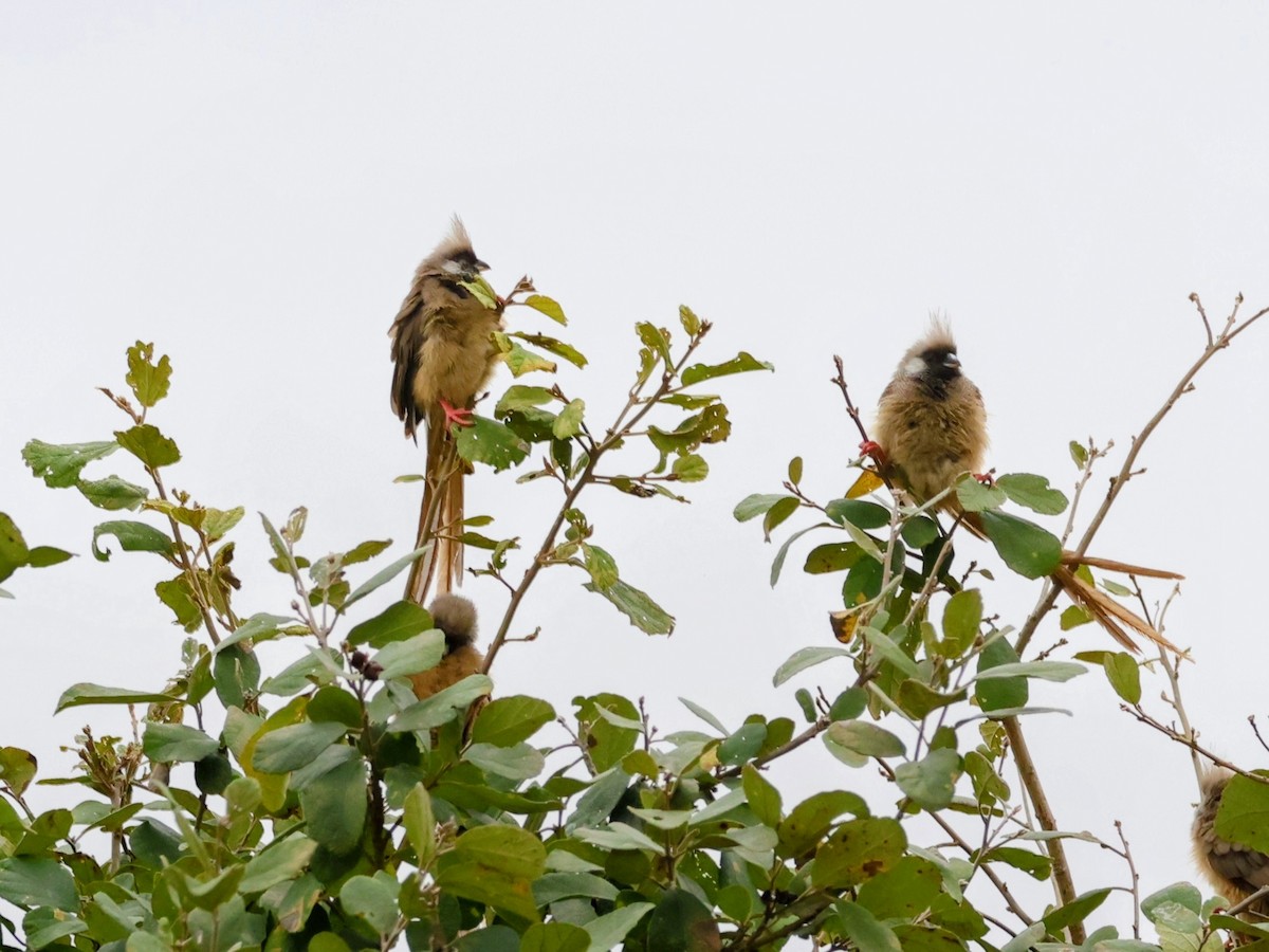 Speckled Mousebird - ML638634582
