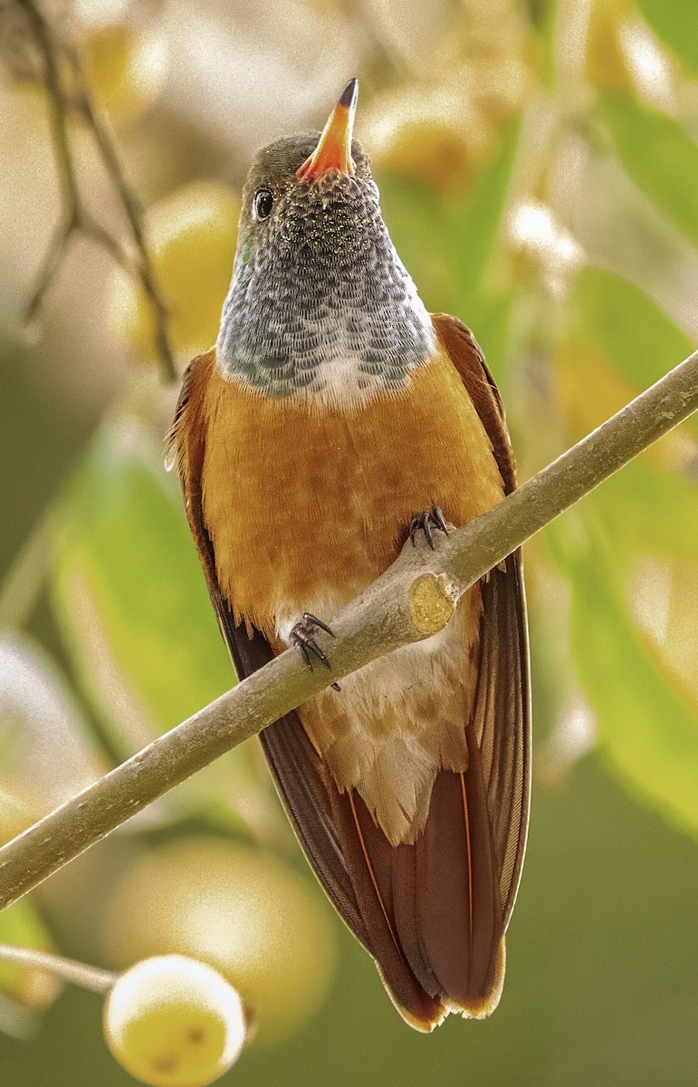 Amazilia Hummingbird - ML638634585