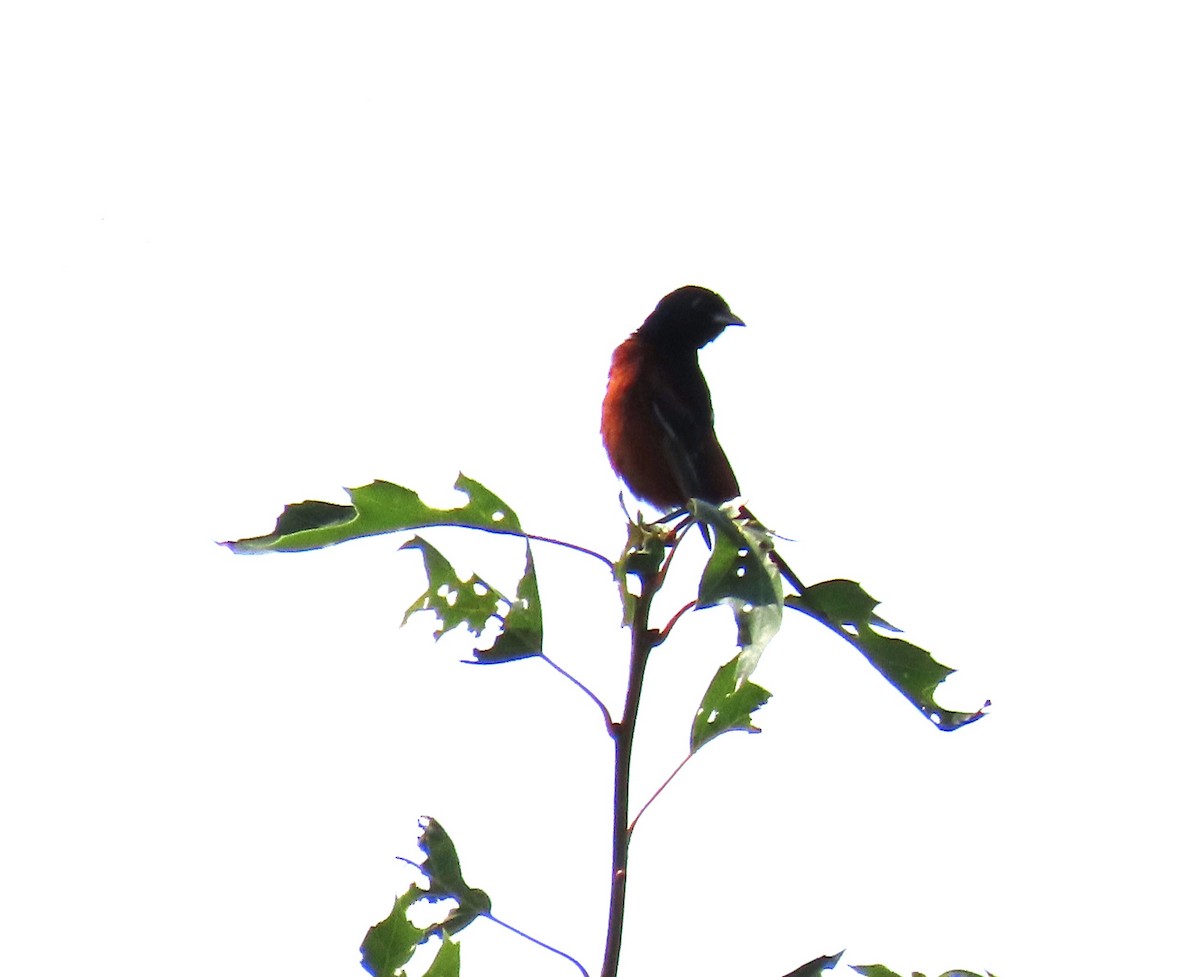 Orchard Oriole - ML638634590