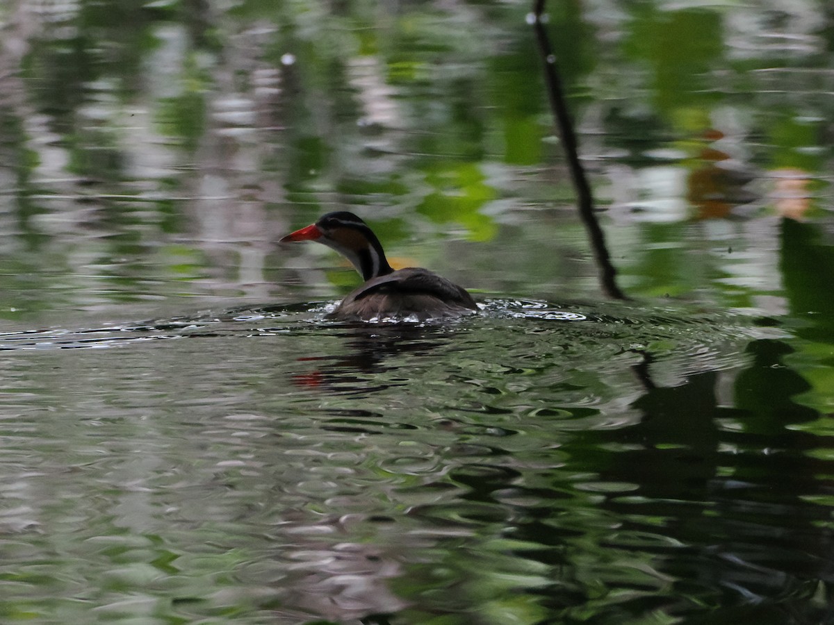 Sungrebe - ML638634606