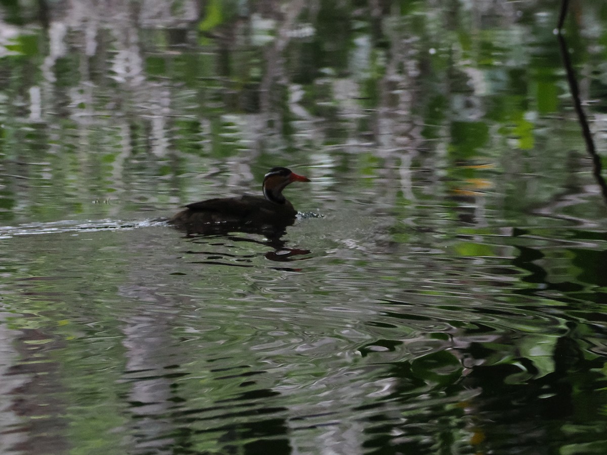 Sungrebe - ML638634607