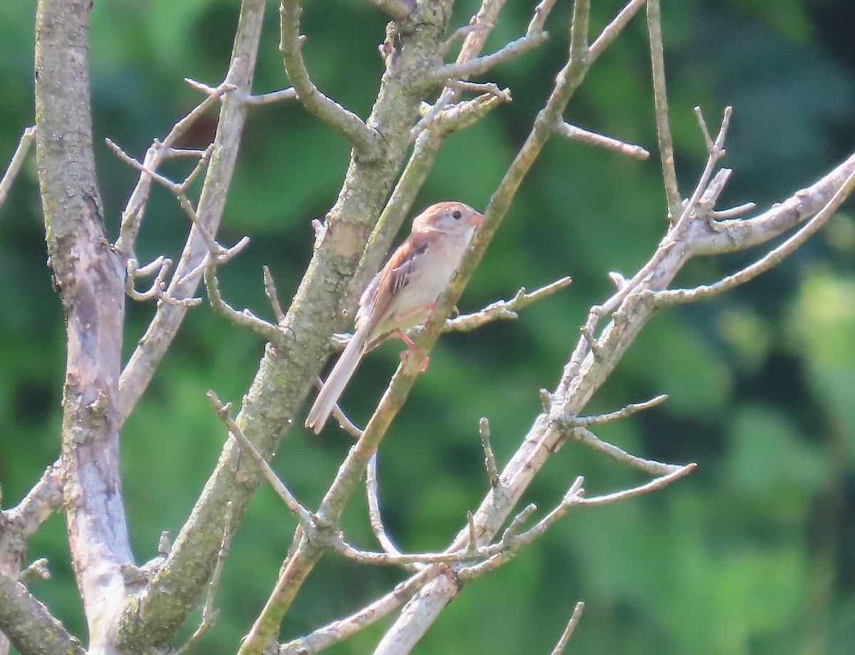 Field Sparrow - ML638634608