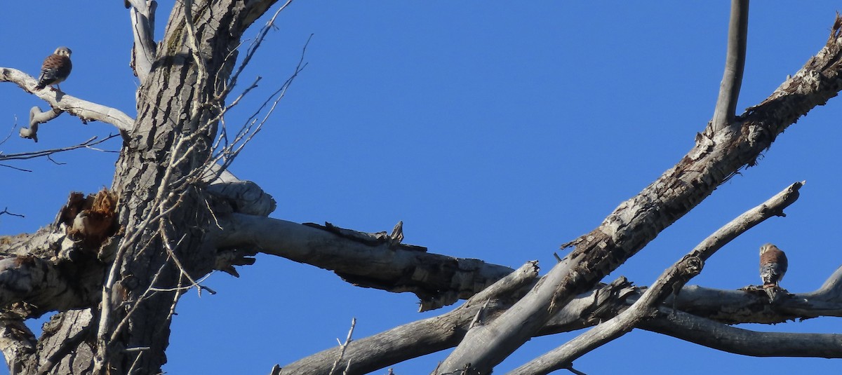American Kestrel - ML638634609