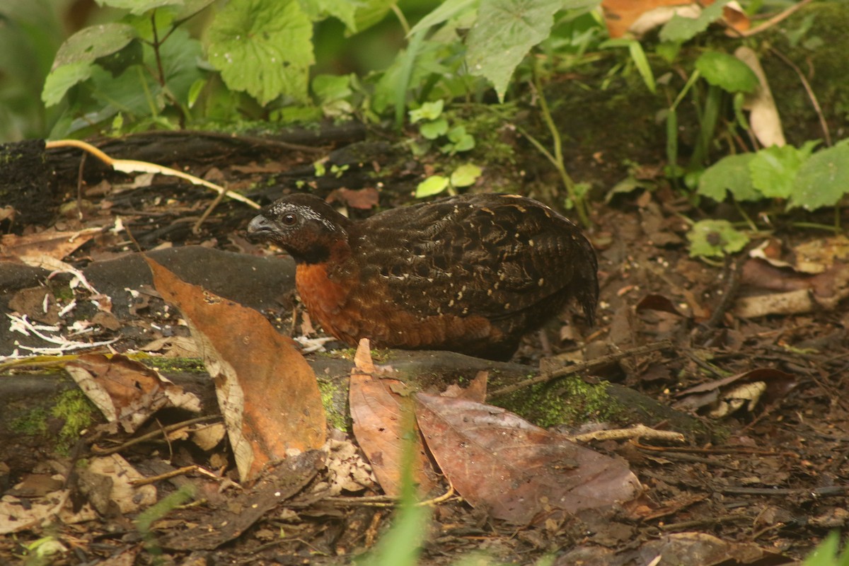 Rufous-breasted Wood-Quail - ML638634611