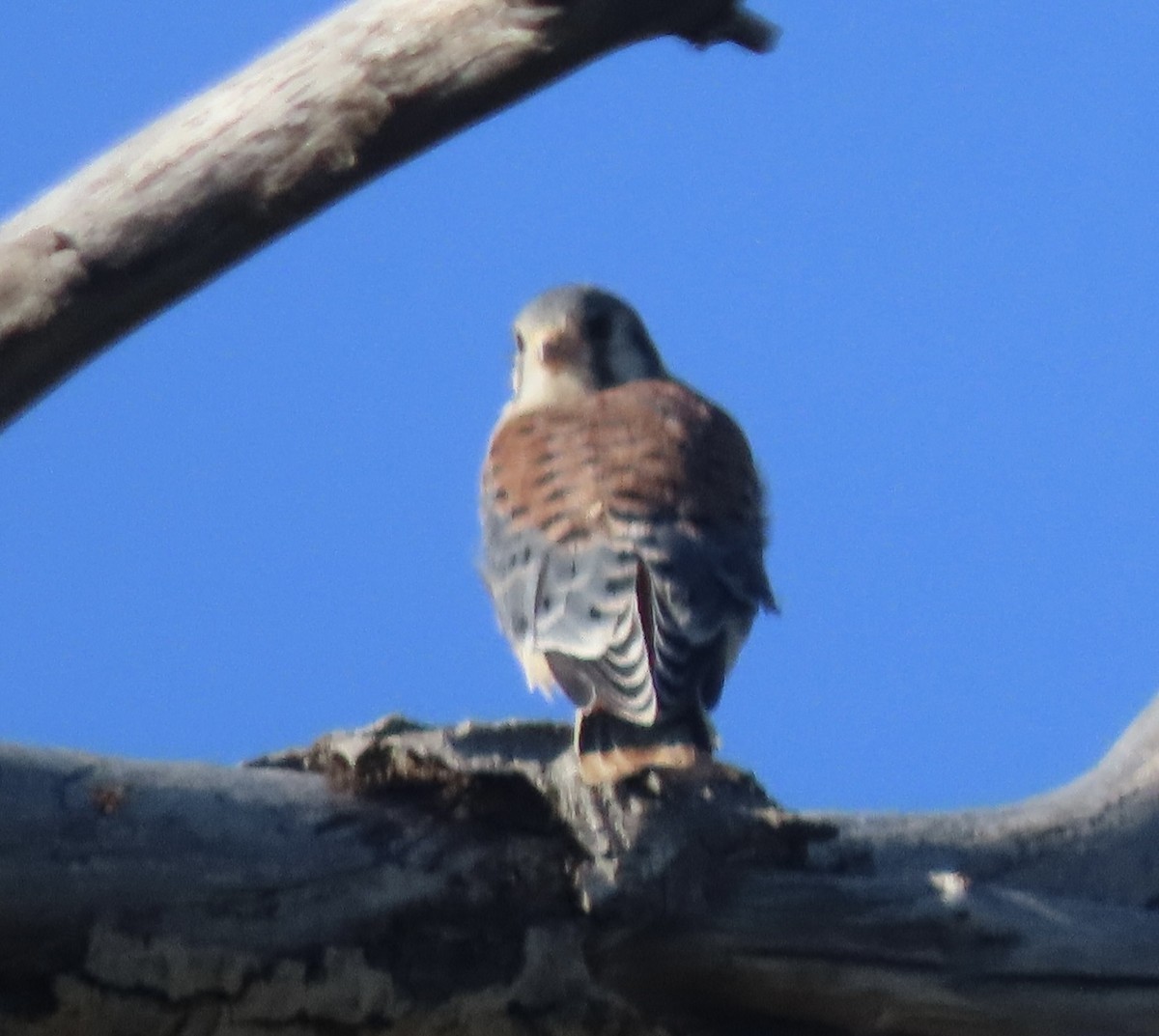 American Kestrel - ML638634613