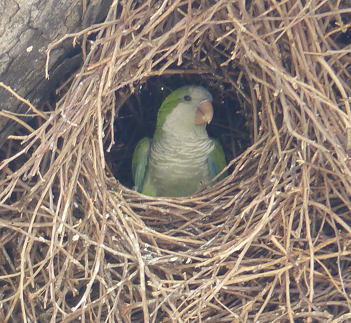 Monk Parakeet - ML638634623