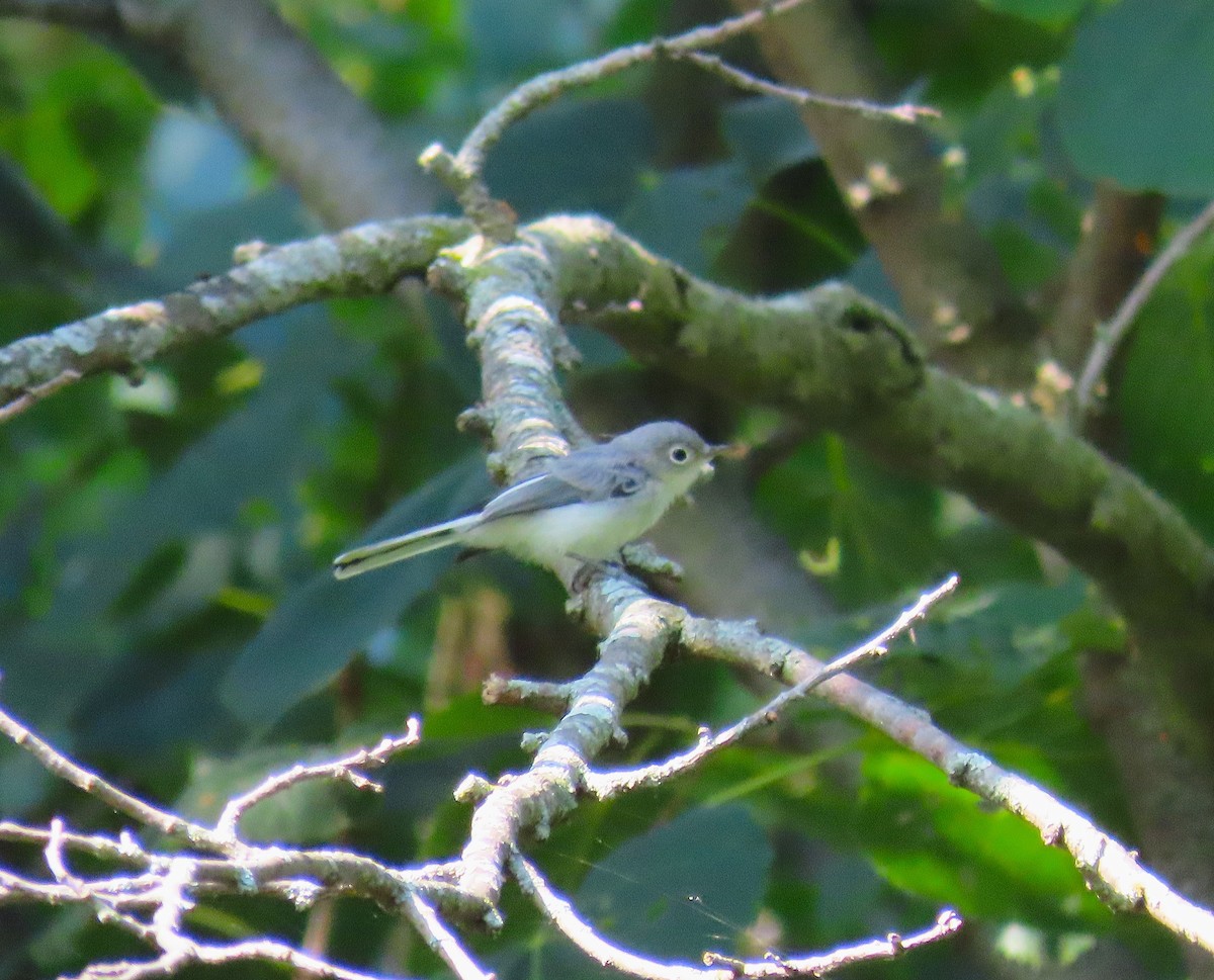 Blue-gray Gnatcatcher - ML638634661