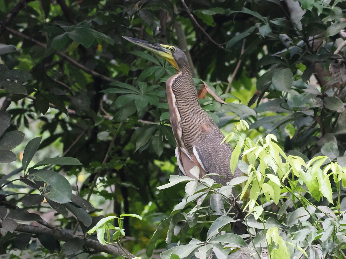 Bare-throated Tiger-Heron - ML638634668