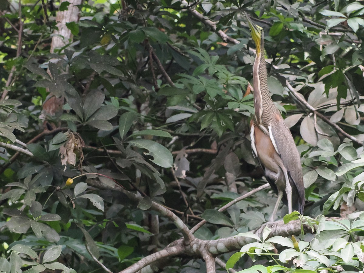 Bare-throated Tiger-Heron - ML638634669
