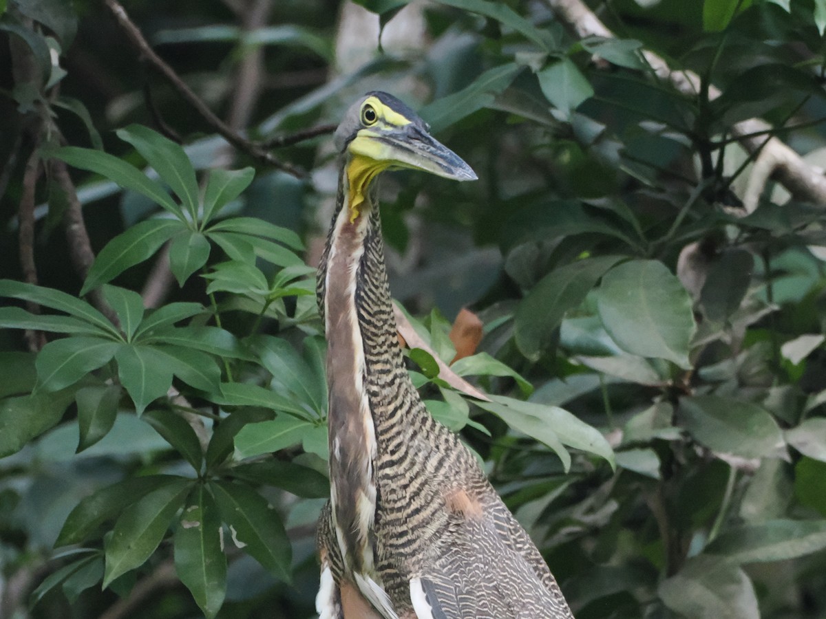 Bare-throated Tiger-Heron - ML638634670