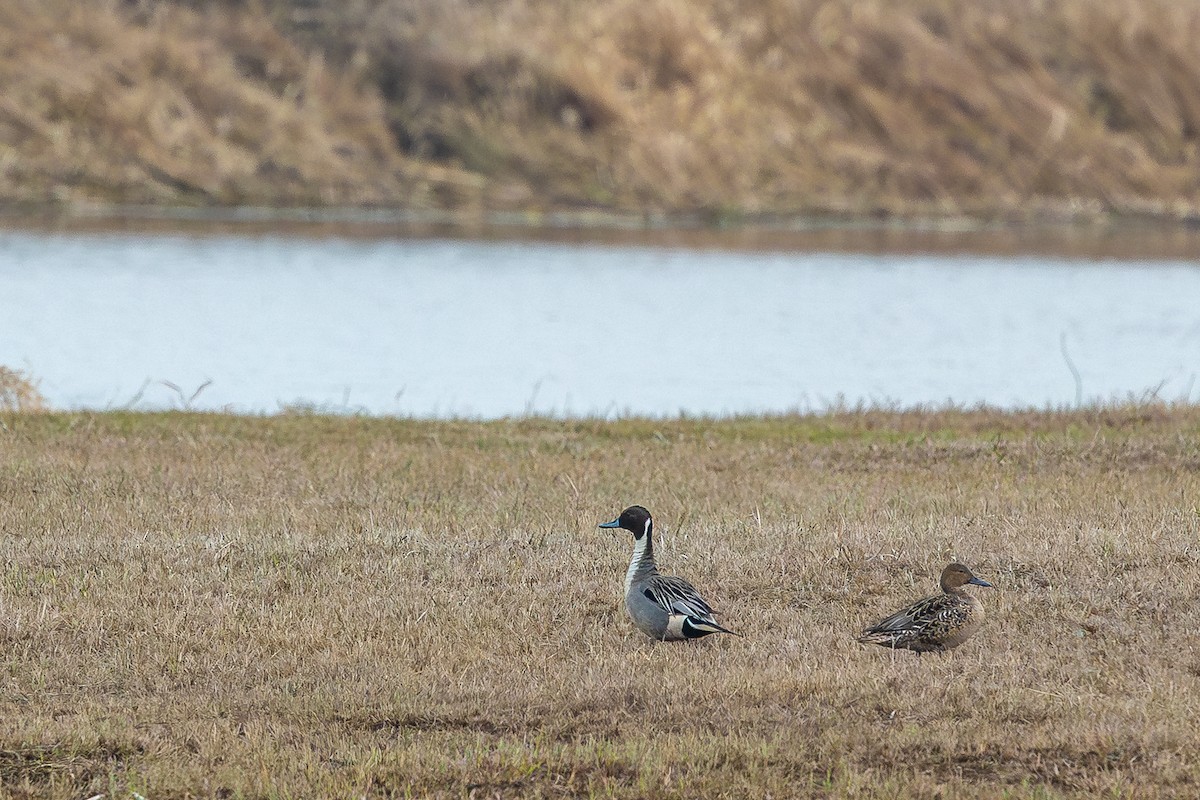 Northern Pintail - ML638634724