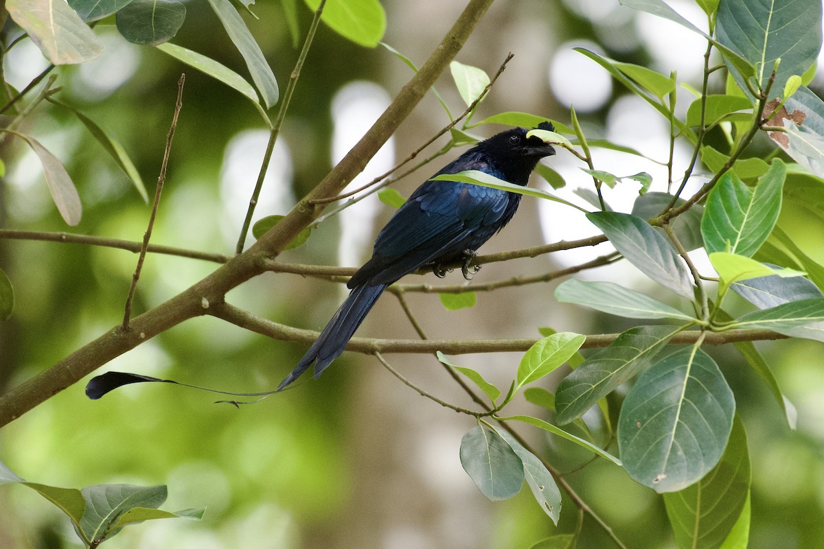 Greater Racket-tailed Drongo - ML638634725