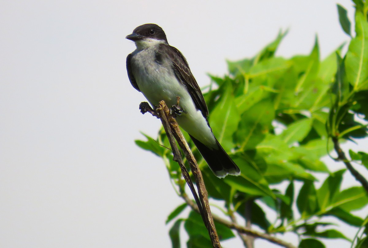 Eastern Kingbird - ML638634729