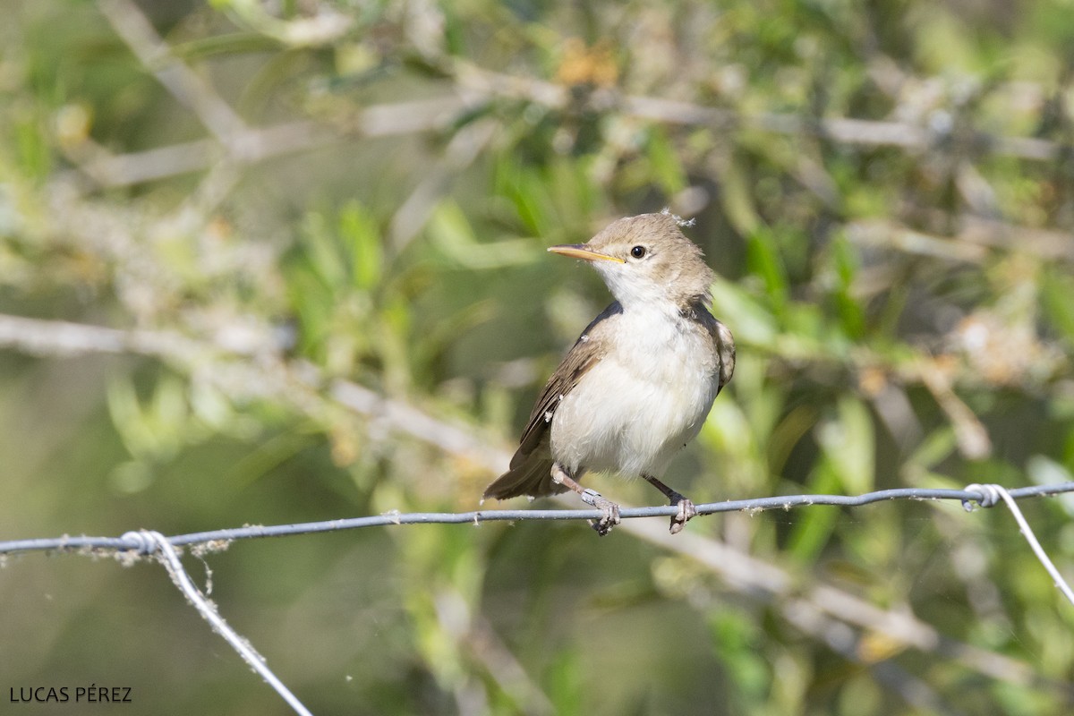 Western Olivaceous Warbler - ML638634731