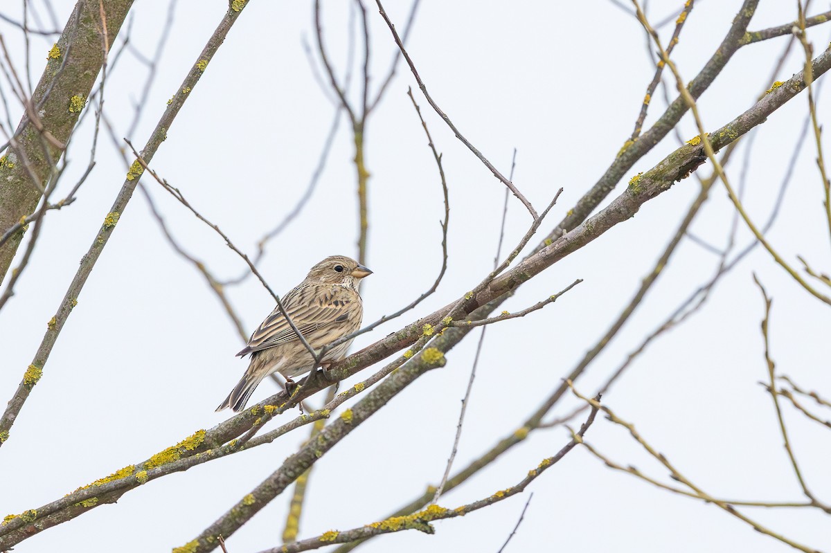 Corn Bunting - ML638634742