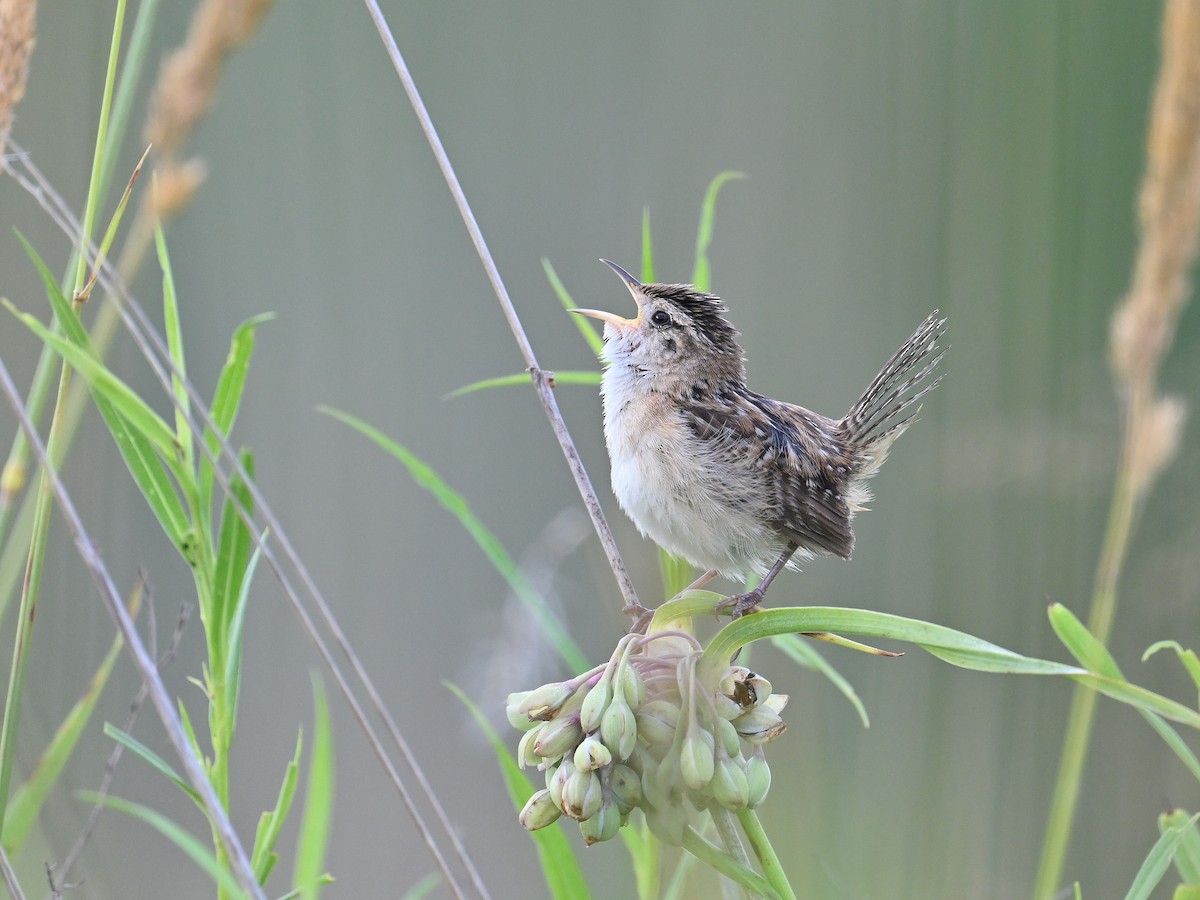 Sedge Wren - ML638634746