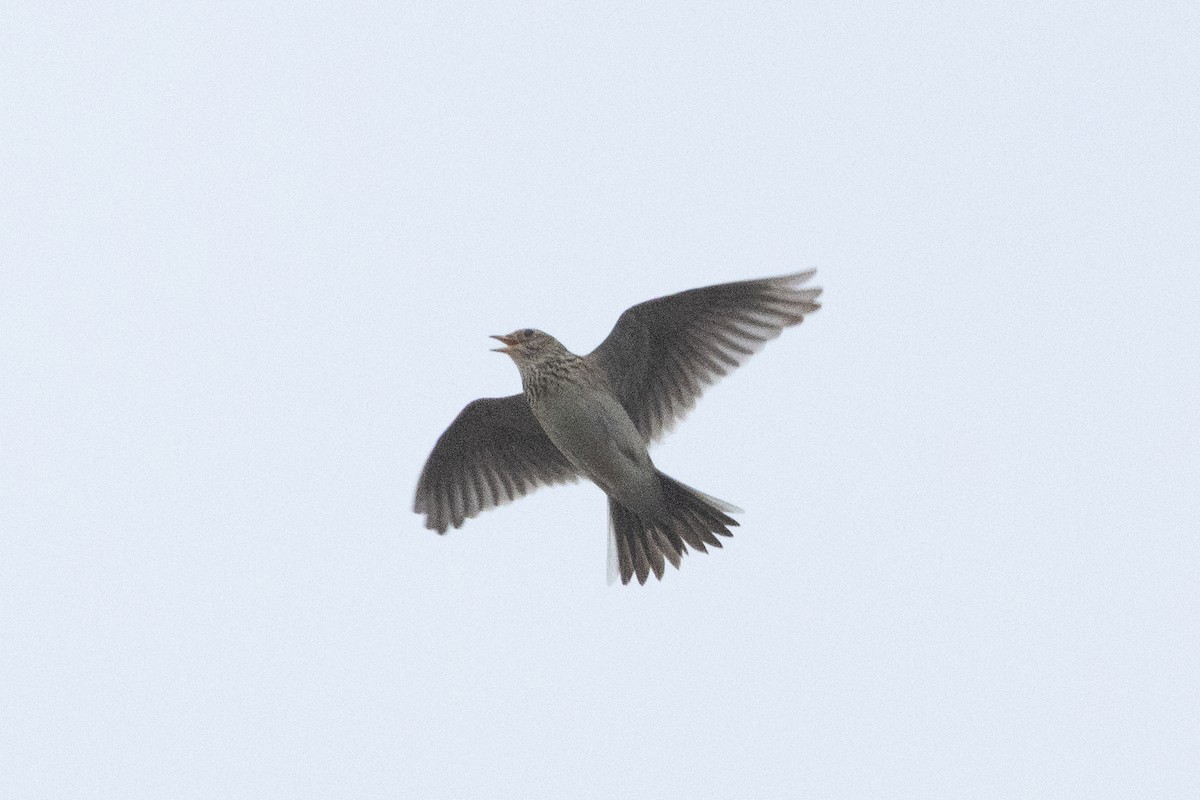 Eurasian Skylark - ML638634748
