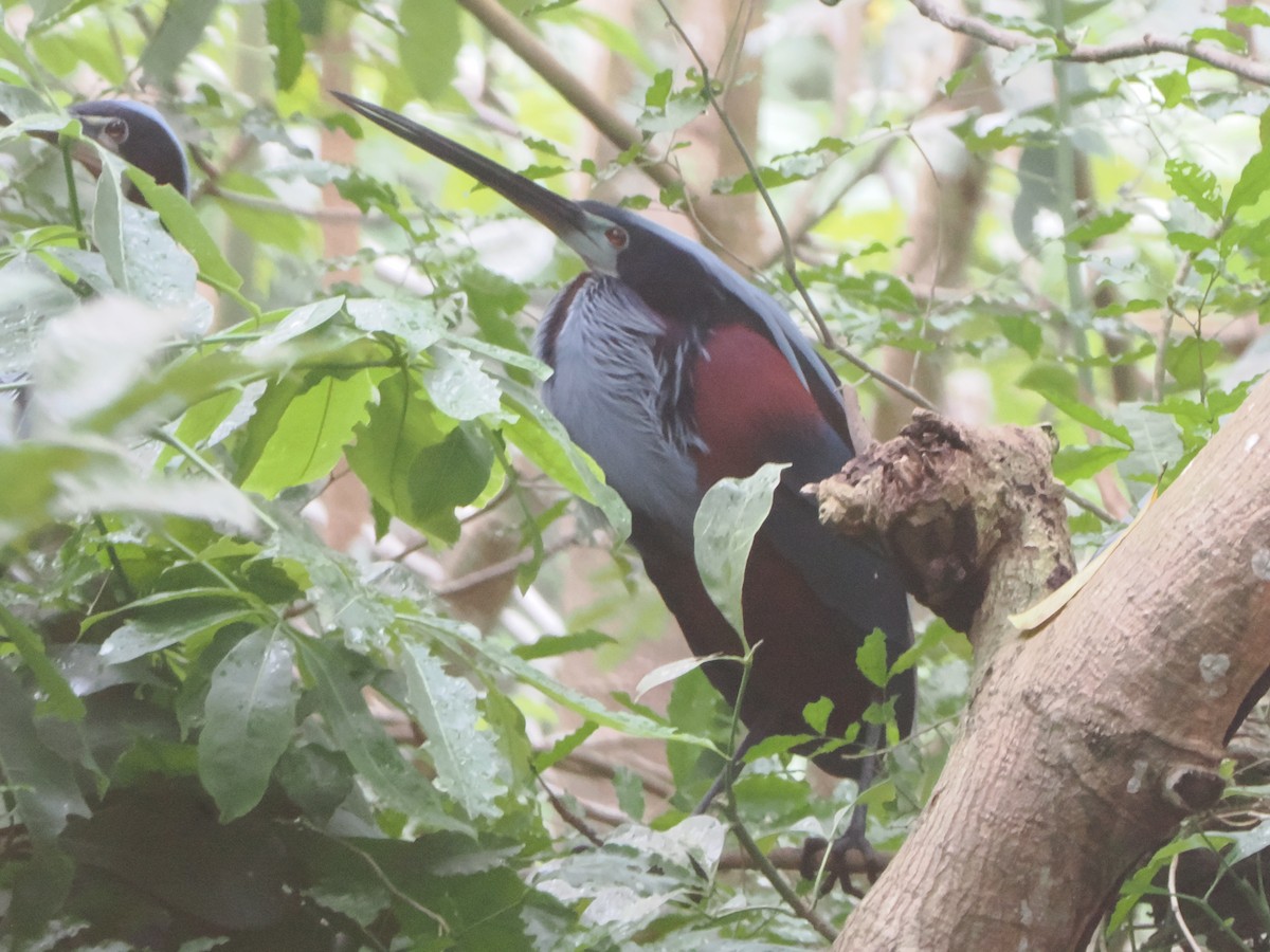 Agami Heron - ML638634751