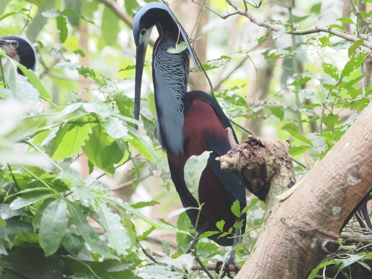 Agami Heron - ML638634752
