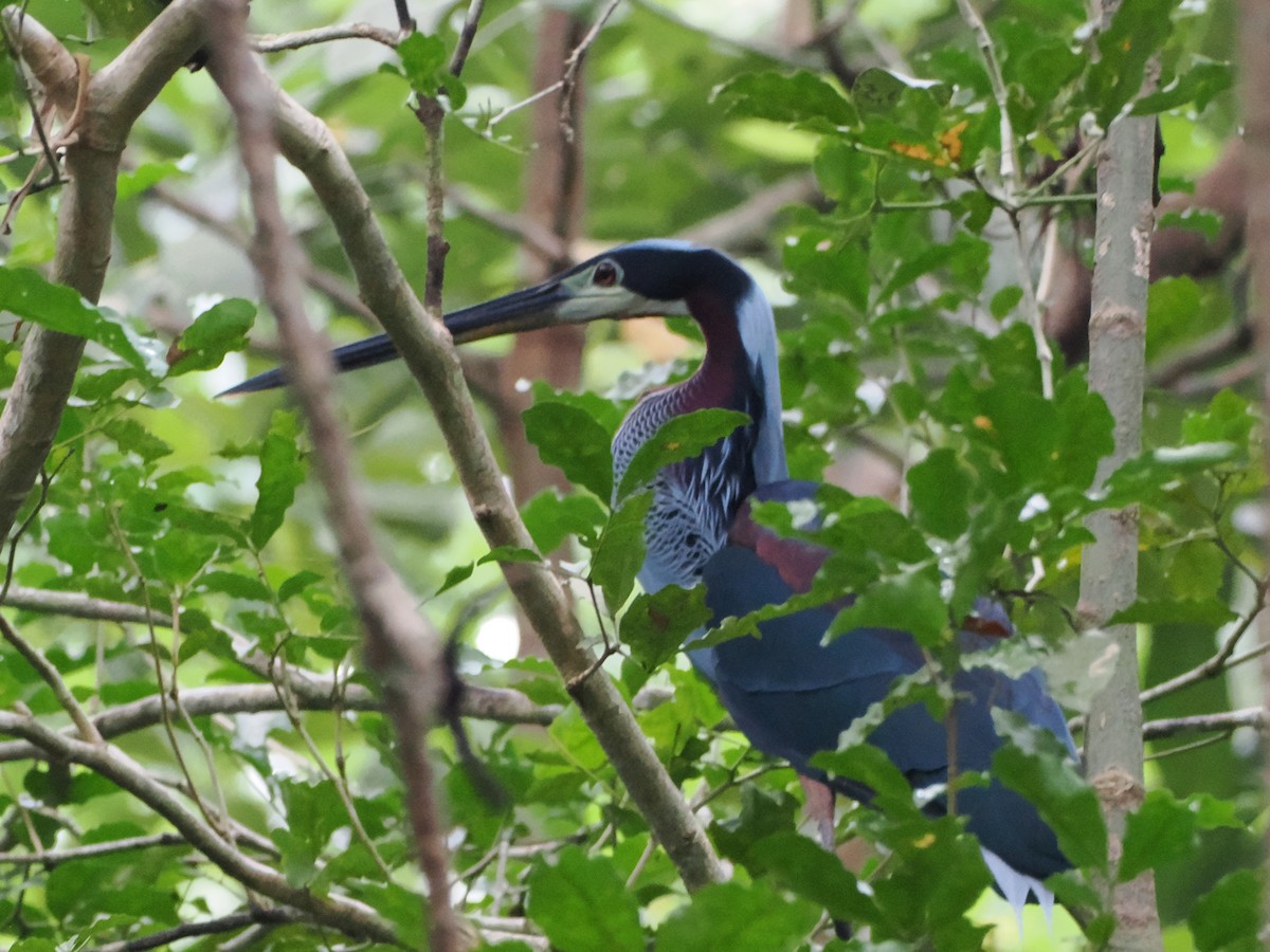Agami Heron - ML638634753