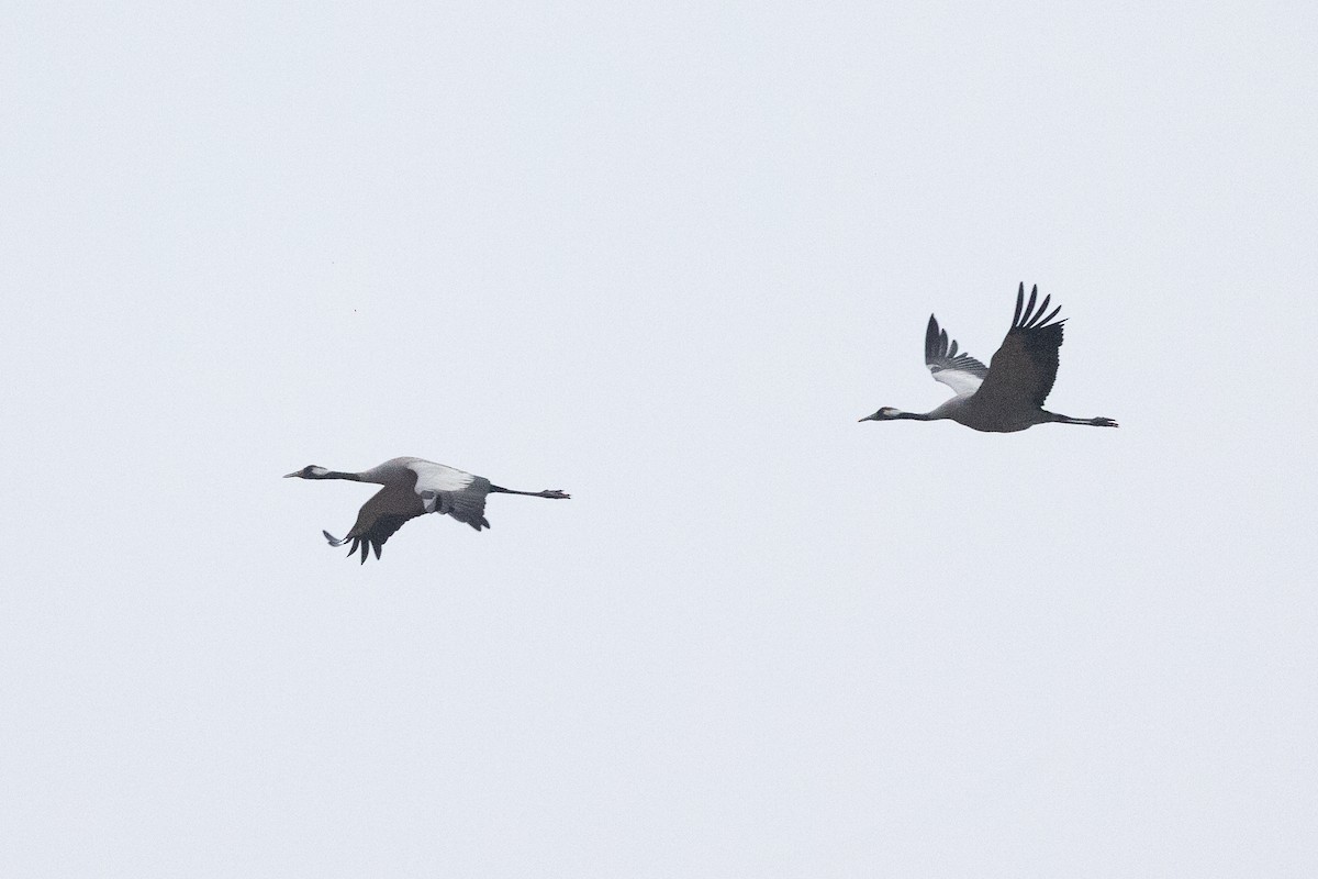 Common Crane - ML638634756