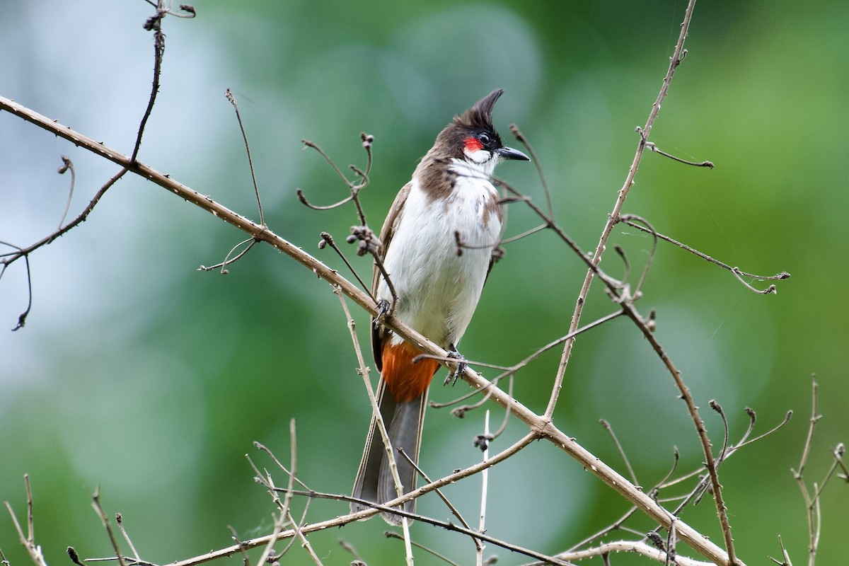 Red-whiskered Bulbul - ML638634766