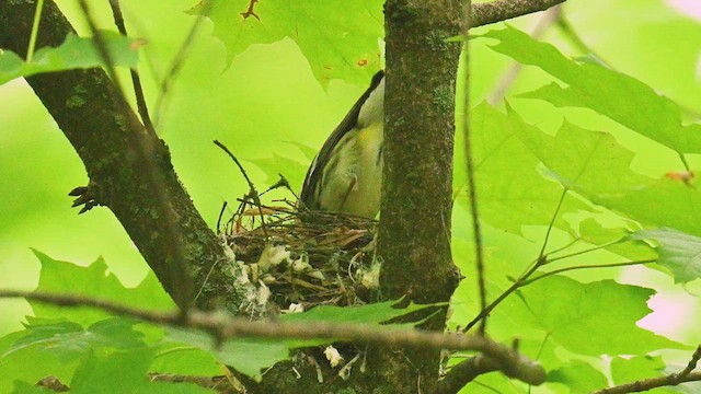 Black-throated Green Warbler - ML638634768