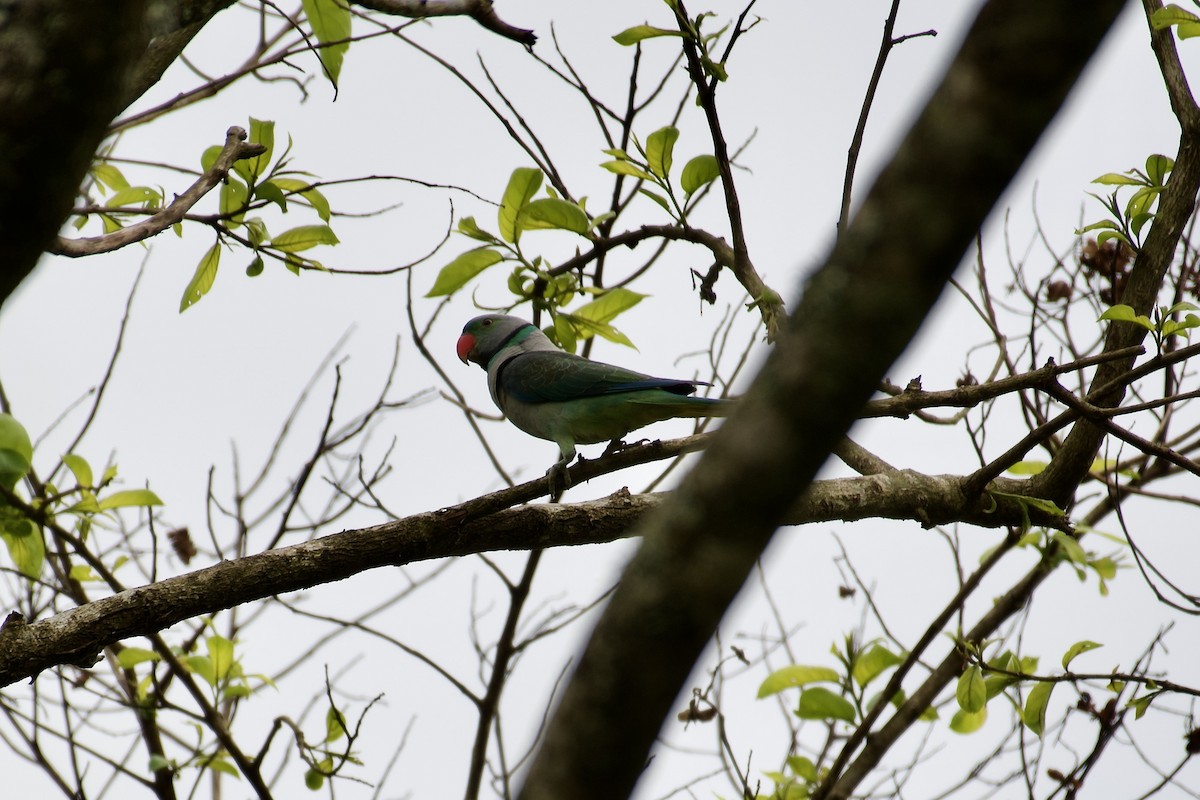 Malabar Parakeet - ML638634778