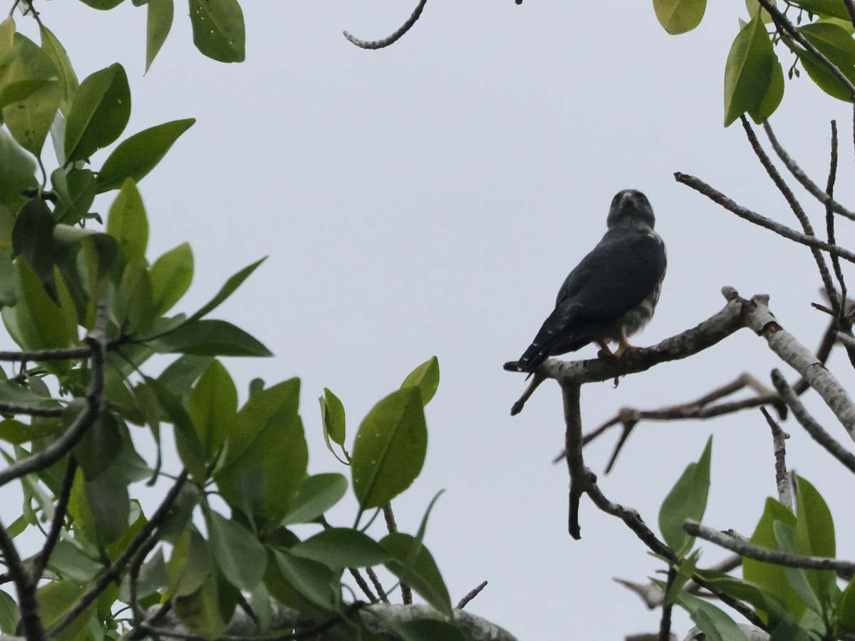 Plumbeous Kite - ML638634787