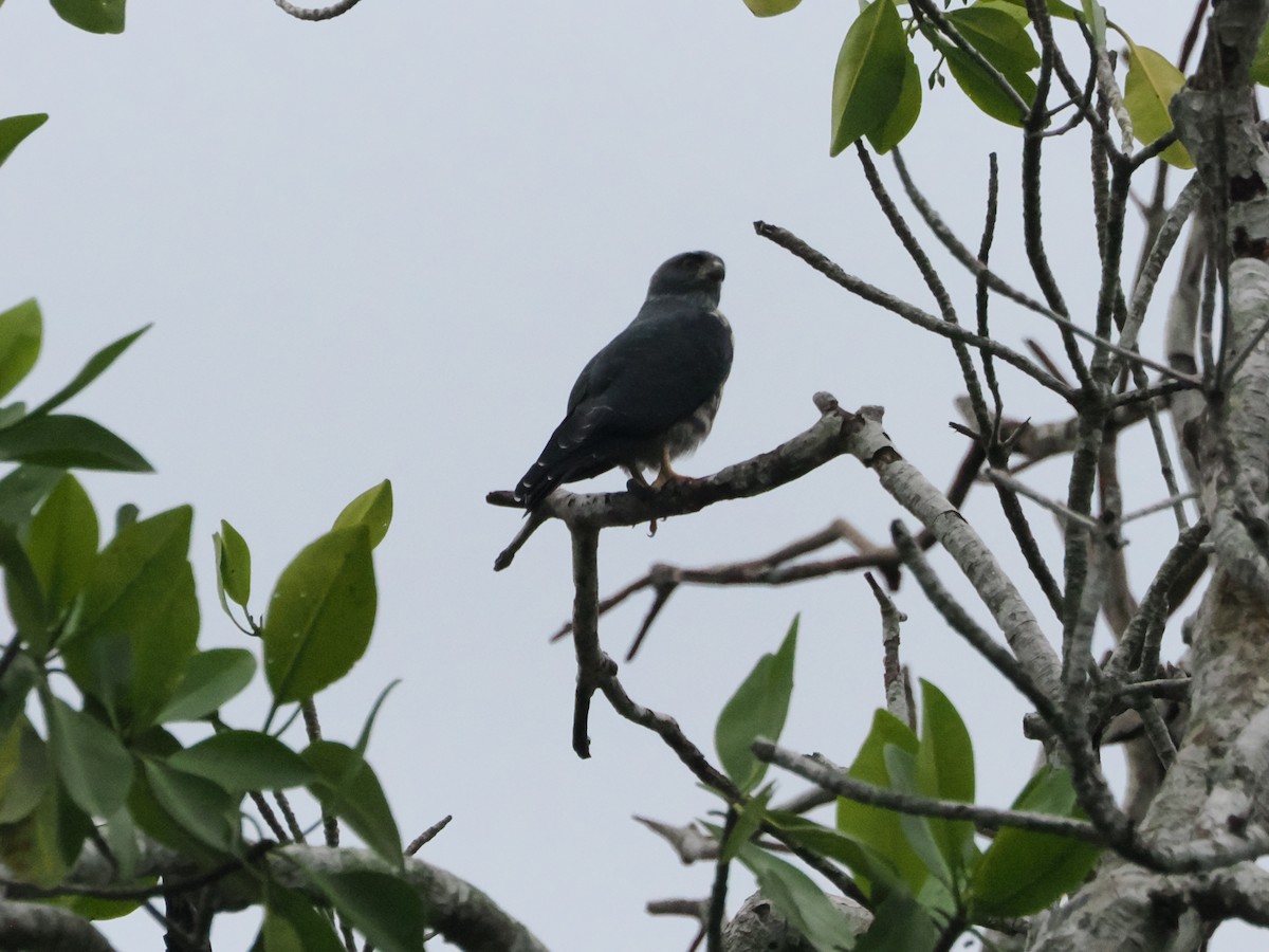 Plumbeous Kite - ML638634788