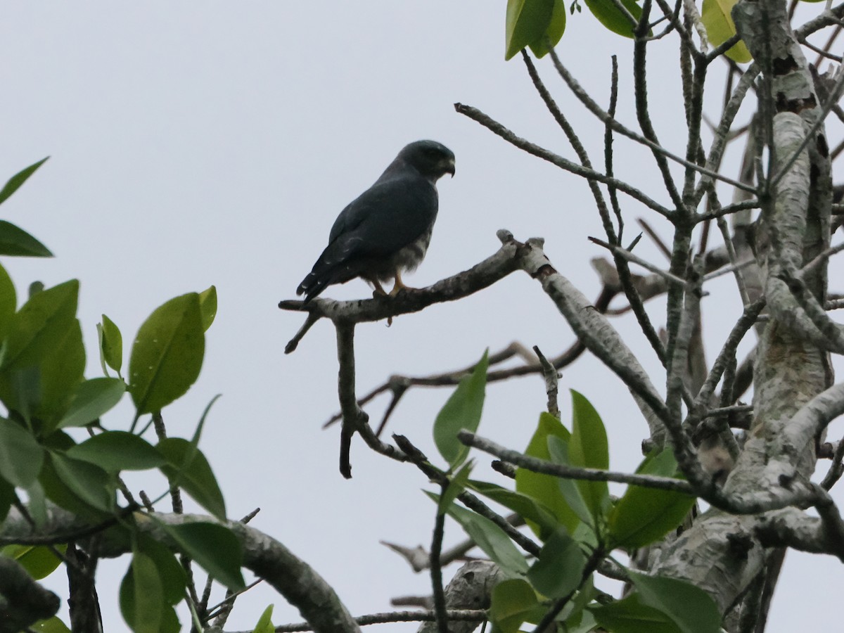 Plumbeous Kite - ML638634789