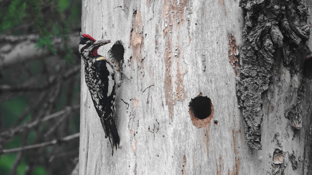 Yellow-bellied Sapsucker - ML638634817