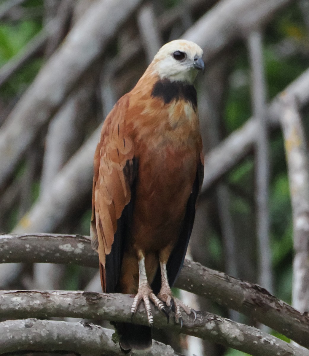 Black-collared Hawk - ML638634833