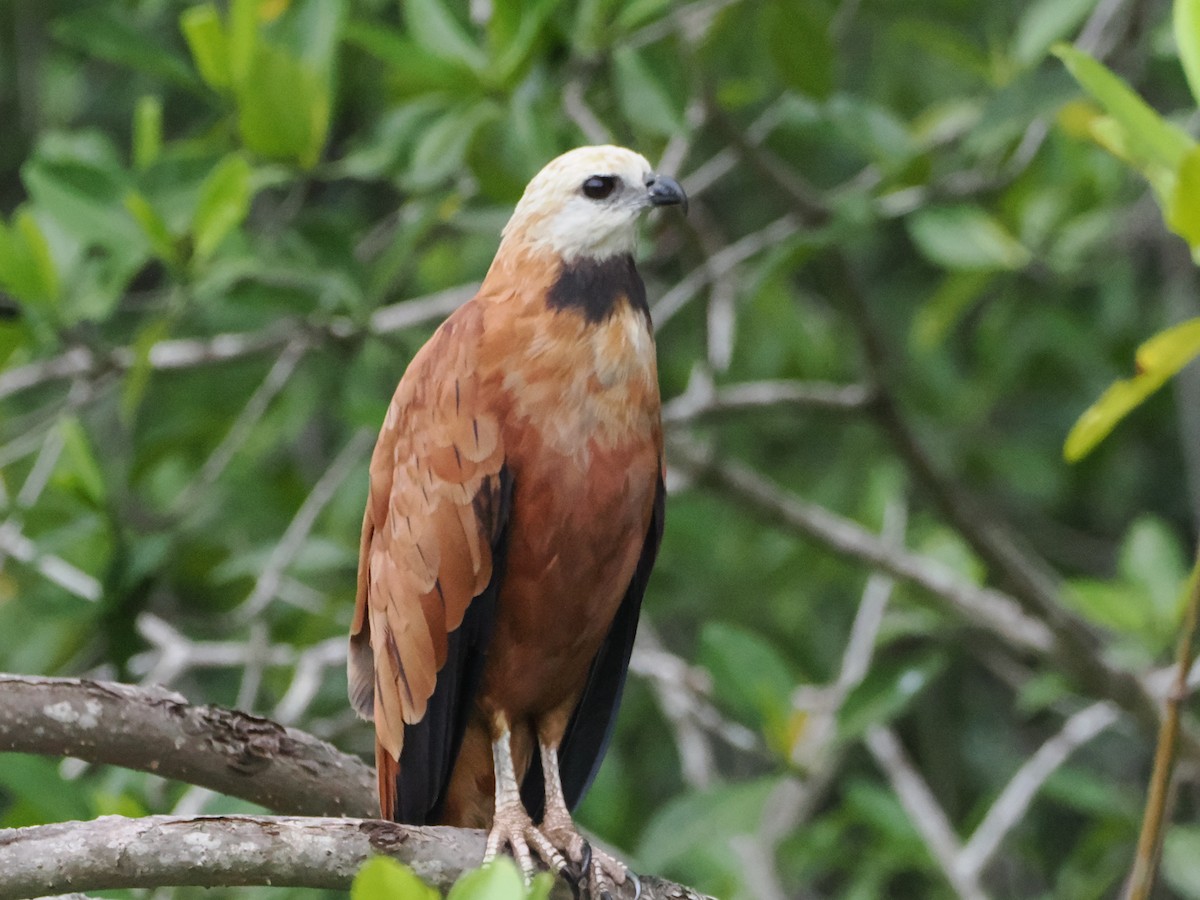Black-collared Hawk - ML638634834