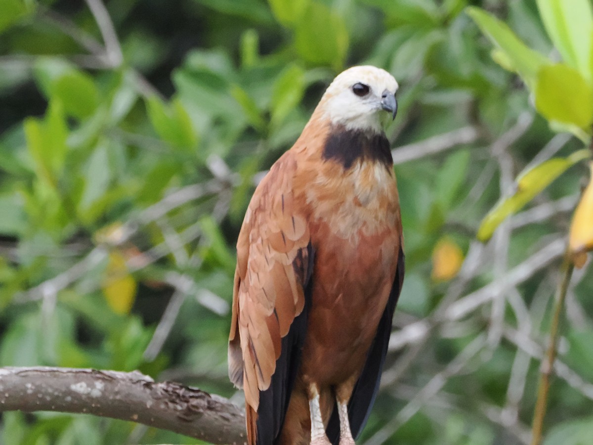 Black-collared Hawk - ML638634835