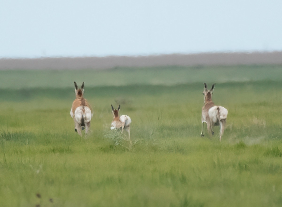 Pronghorn - ML638634836