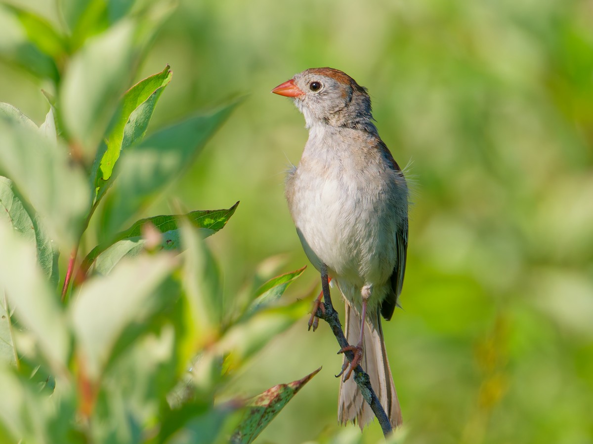 Field Sparrow - ML638634839