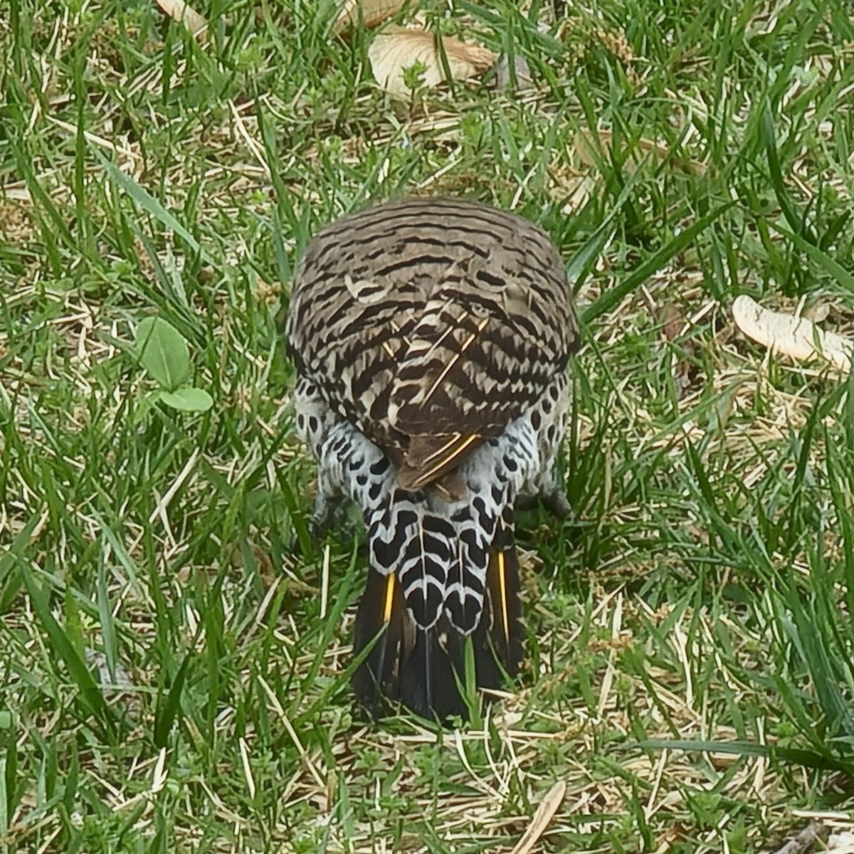 Northern Flicker - ML638634871