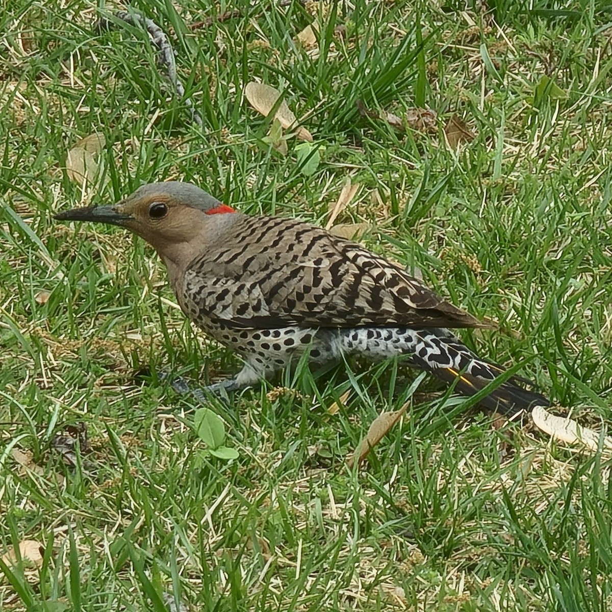 Northern Flicker - ML638634872