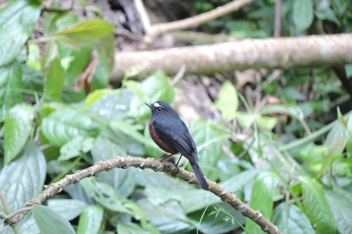 Chestnut-bellied Chat-Tyrant - ML638634907
