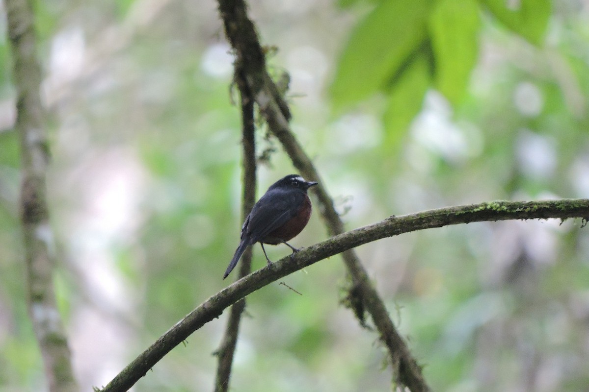 Chestnut-bellied Chat-Tyrant - ML638634908
