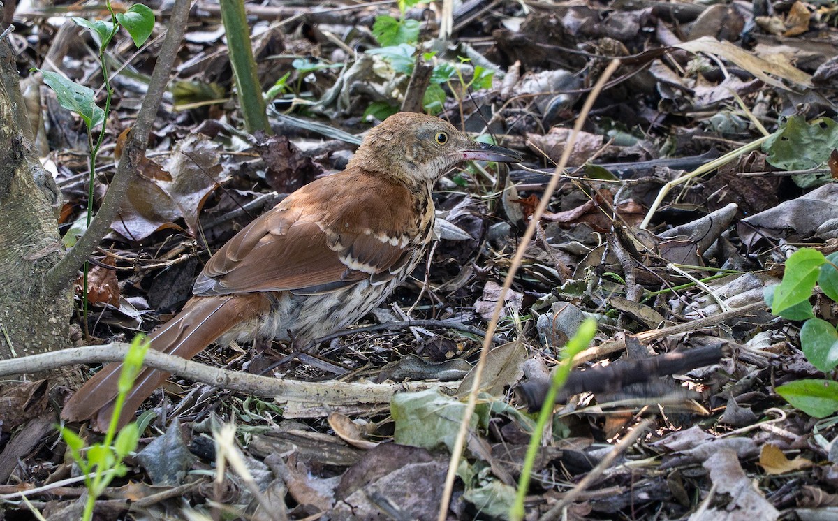 brunspottefugl - ML638634926