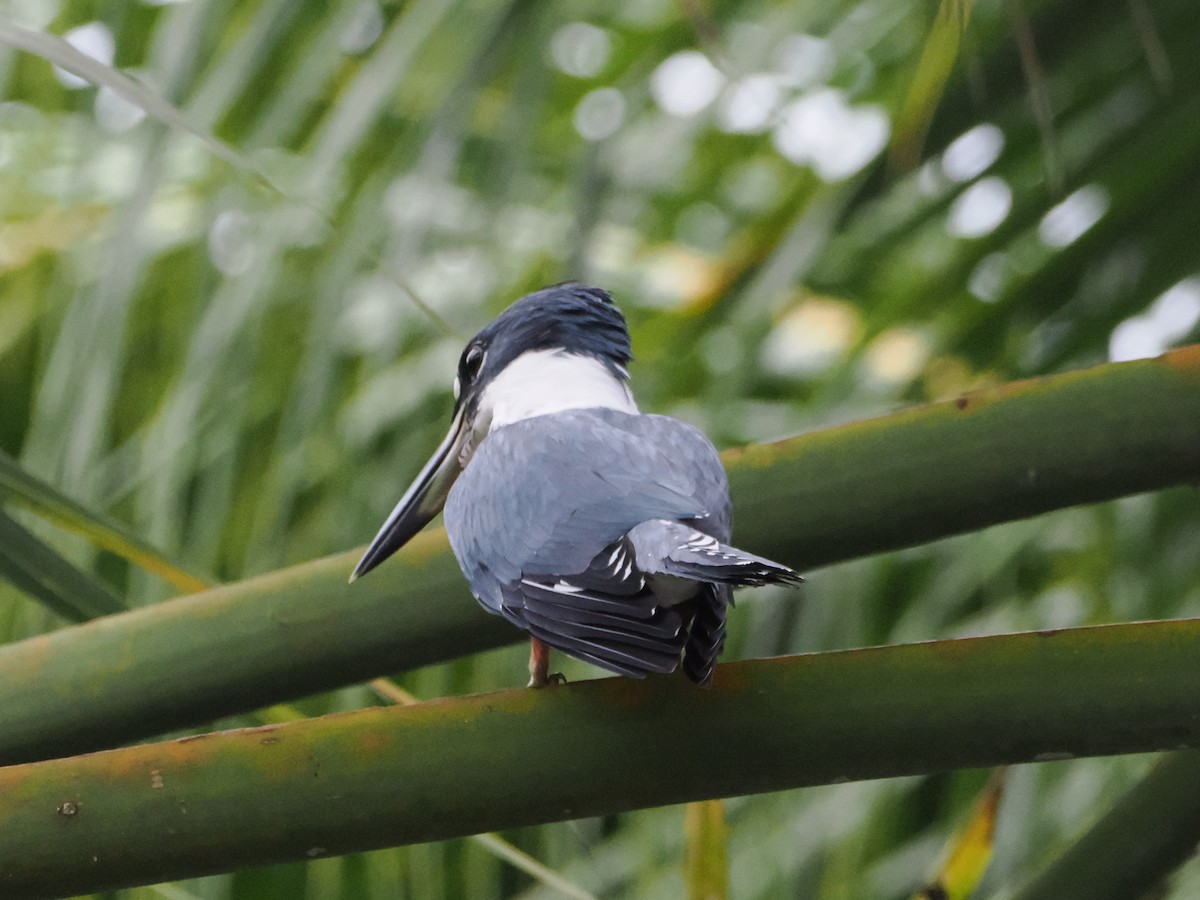 Ringed Kingfisher (Northern) - ML638634969
